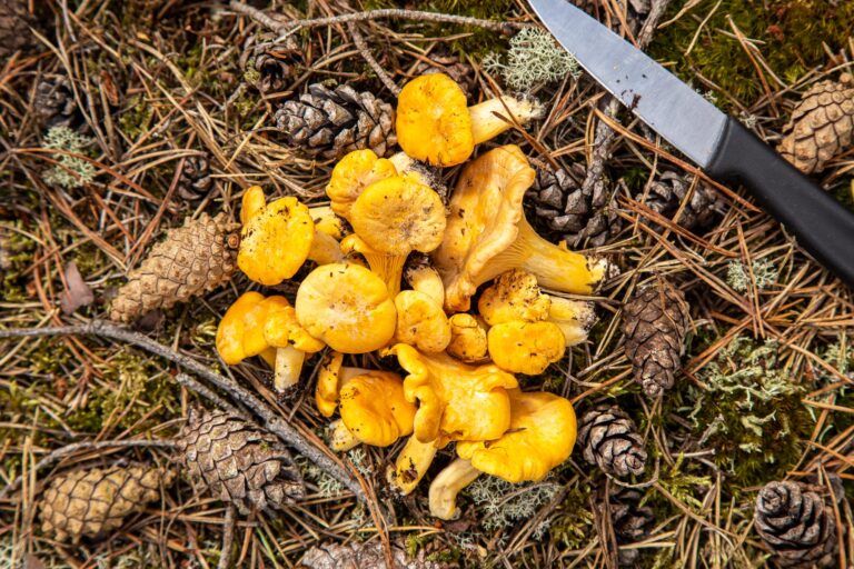 Din sanke-guide til kantareller; Facts, identifikation, håndtering og 5 lækre opskrifter kantareller