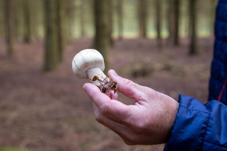 Introduktion til sankning: Fordele, udstyr, retningslinjer, ressourcer, historie og hvordan man kommer i gang champignon