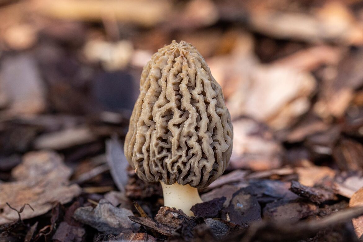 Morel Mushroom Sauce Made with Red Wine Skovkær