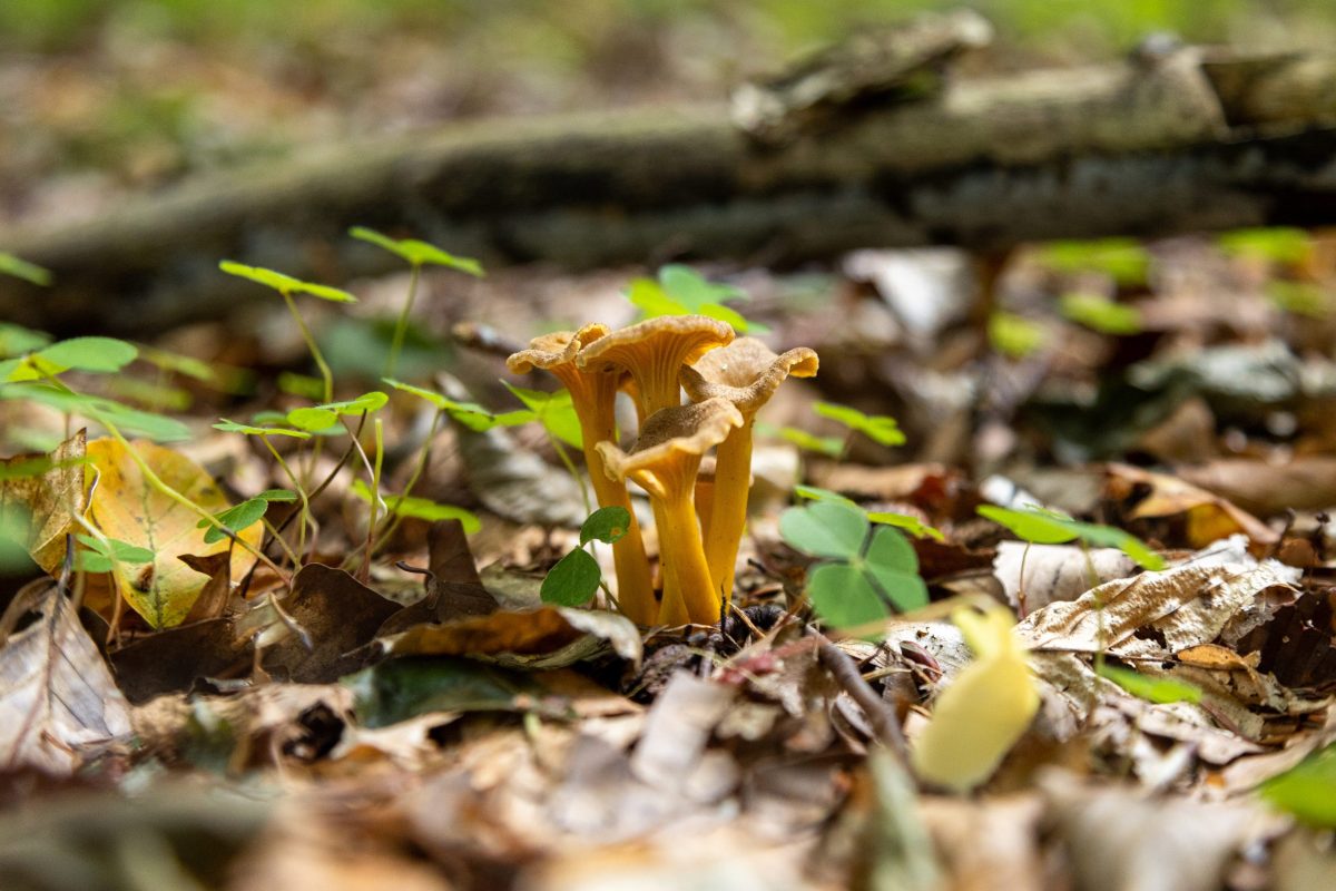 foraging for winter chanterelles