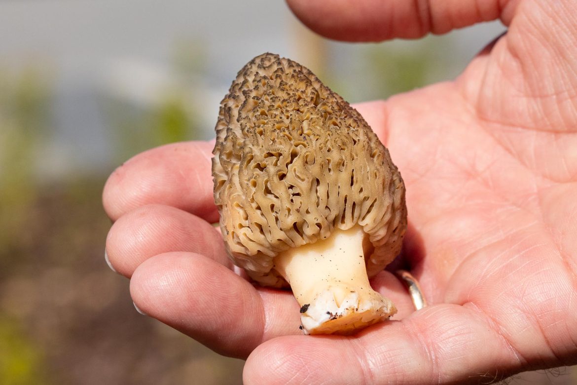 How to Clean, Store and Preserve Wild Mushrooms Nordic Forest Foods