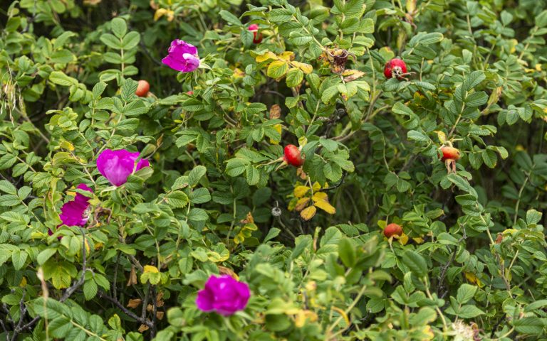 beach rose hips
