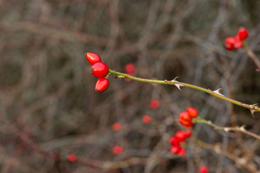 hyben fra hunderosen