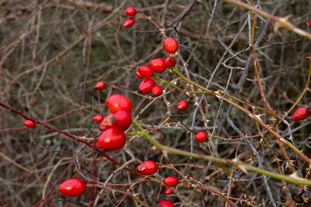 rosehips rosa canina