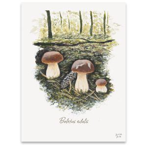 Svampeplakat - Karl Johan (Boletus edulis)