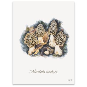 Spiselige Morkler (Morchella esculenta) Svampeplakat