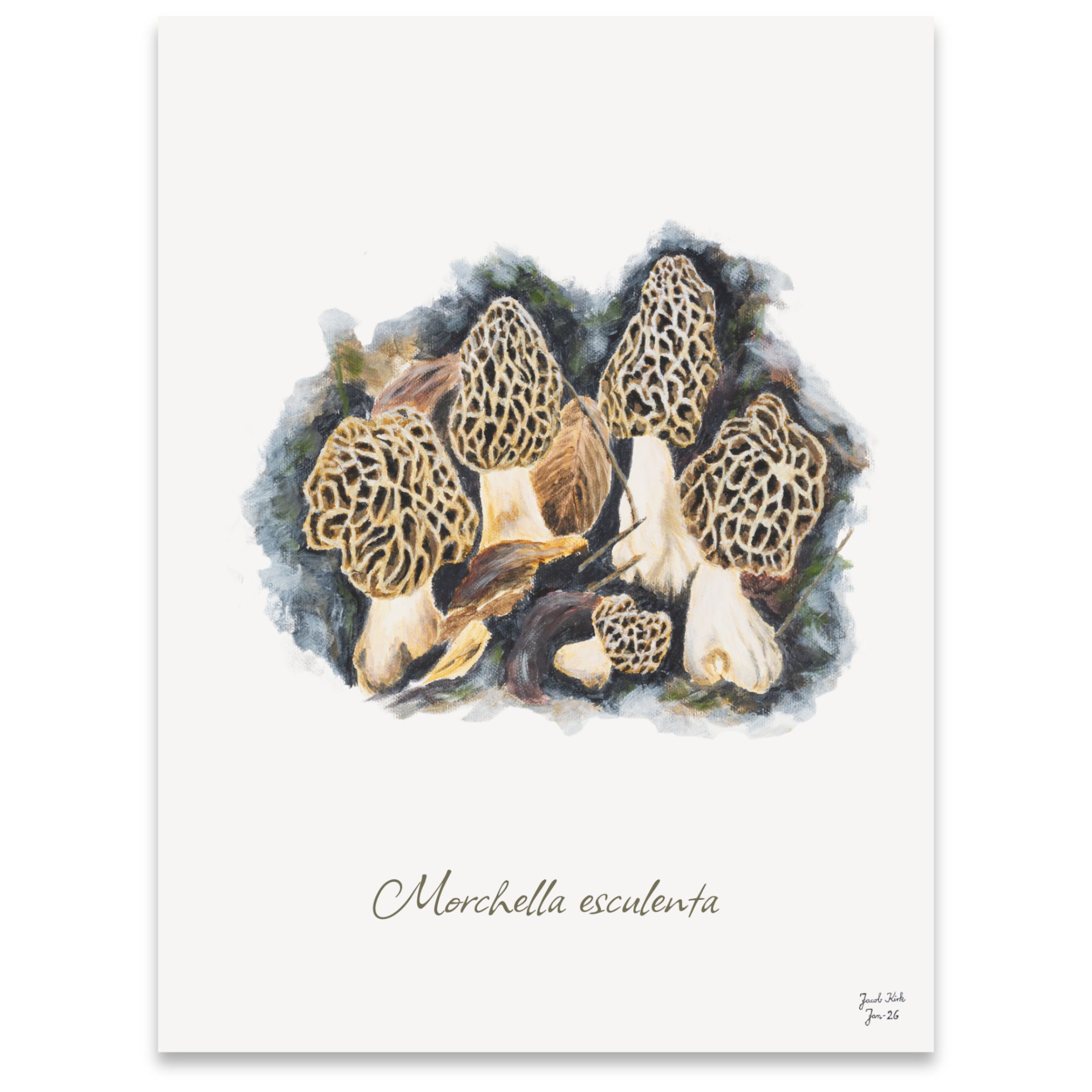 Spiselige Morkler (Morchella esculenta) Svampeplakat