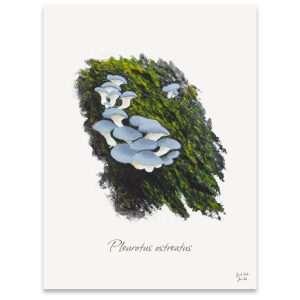 Svampeplakat - Østershatte (Pleurotus ostreatus)