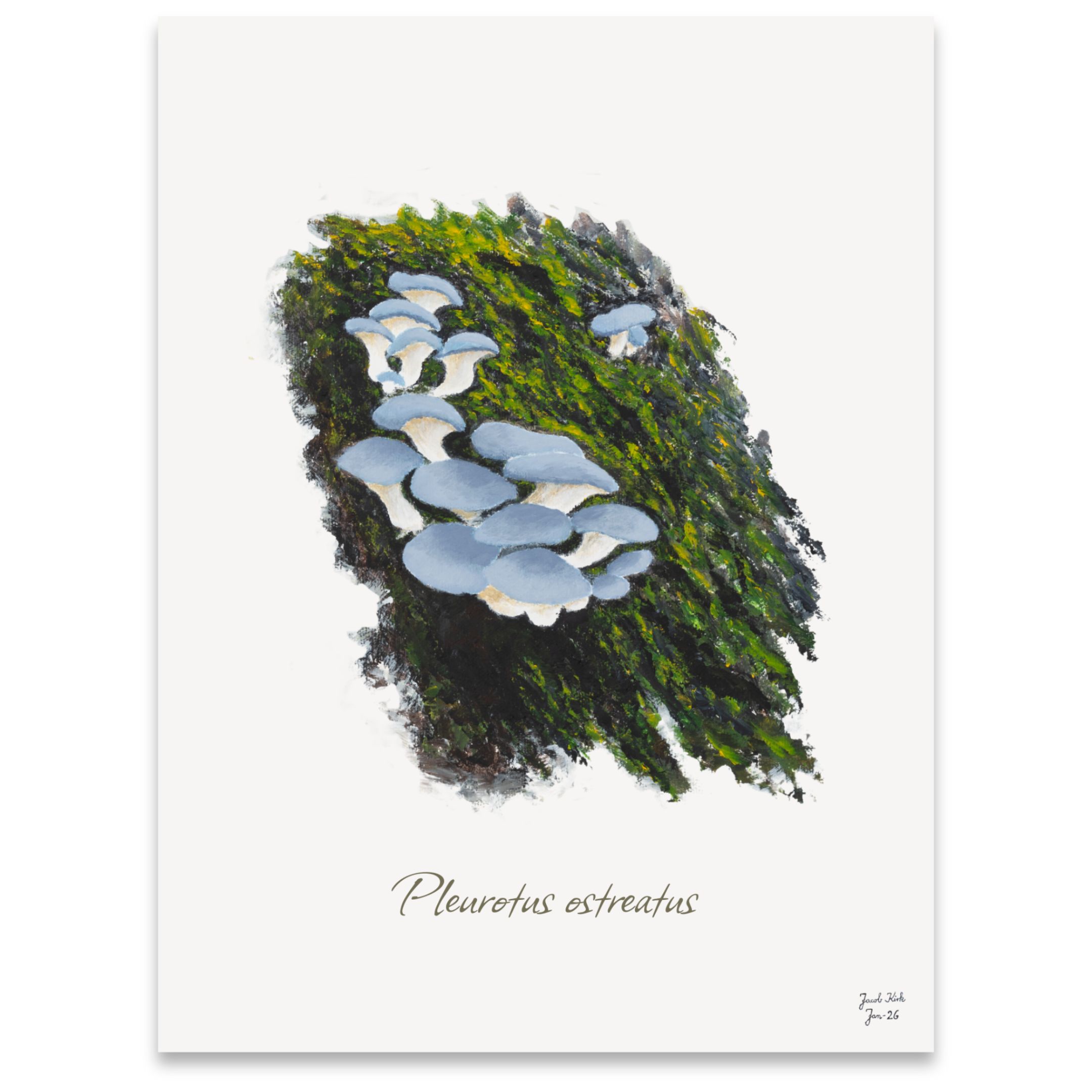 Svampeplakat - Østershatte (Pleurotus ostreatus)