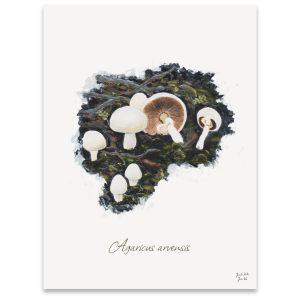 Svampeplakat - Ager-Champignoner (Agaricus arvensis)