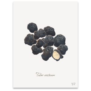 Svampeplakat - Sommertrøfler (Tuber aestivum)