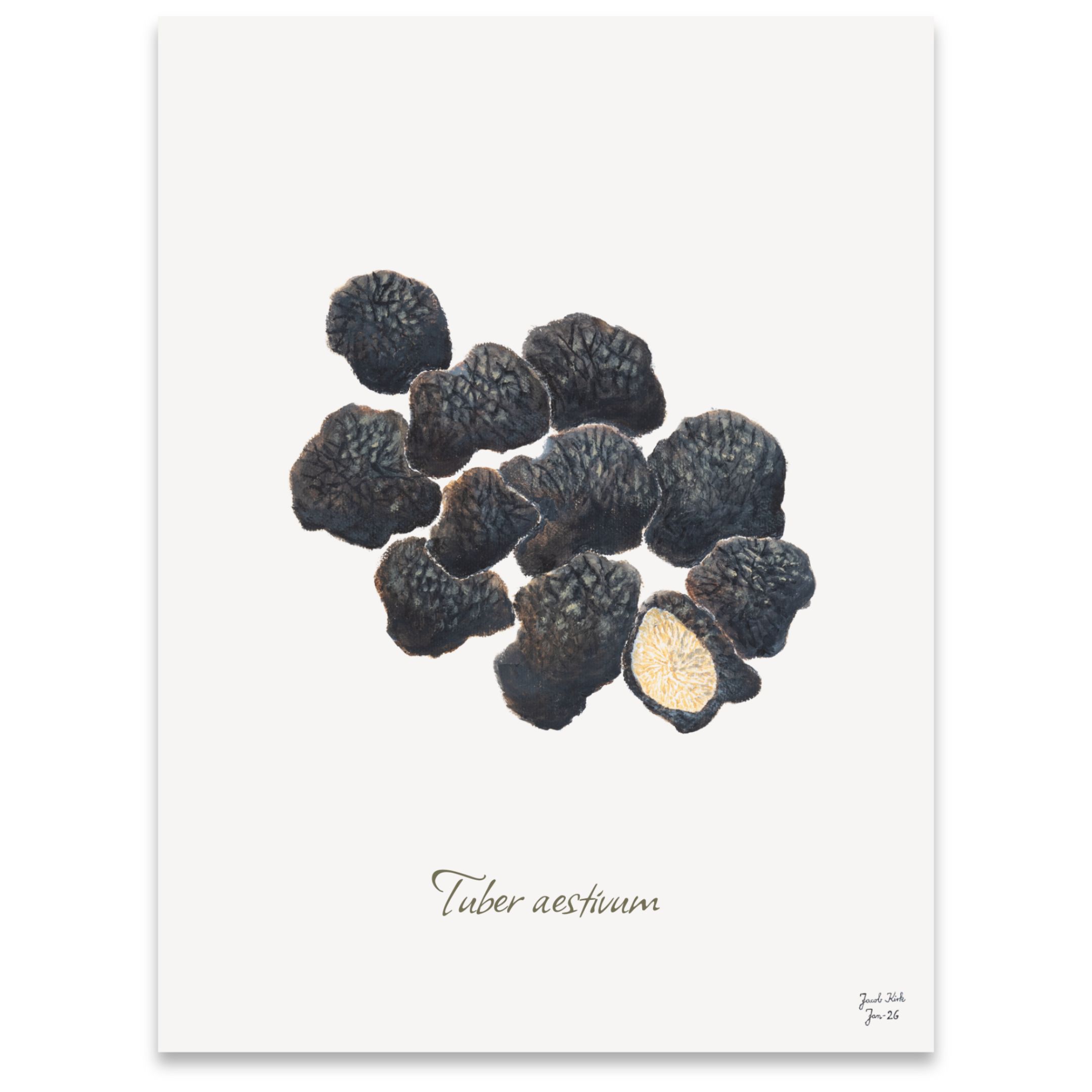 Svampeplakat - Sommertrøfler (Tuber aestivum)