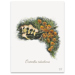 Svampeplakat - Tragtkantareller (Craterellus tubaeformis)