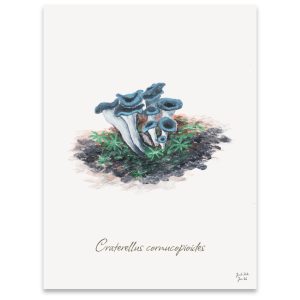 Trompetsvampe (Craterellus cornucopioides)