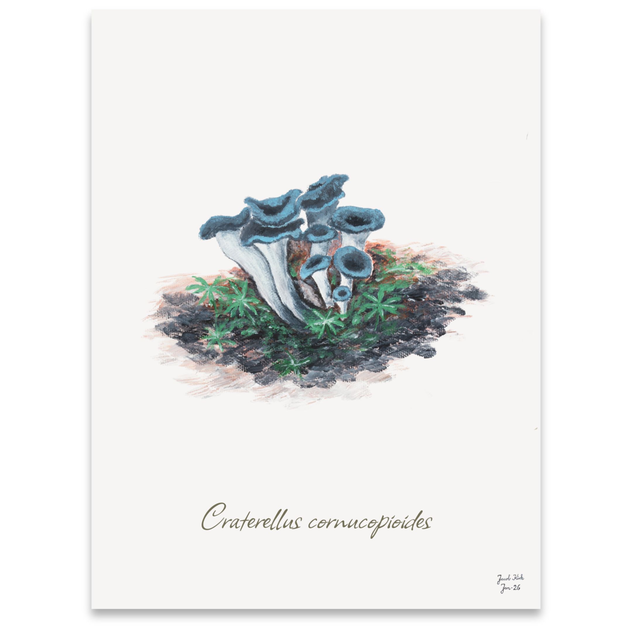 Trompetsvampe (Craterellus cornucopioides)