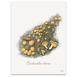 Svampeplakat - Kantareller (Cantharellus cibarius)