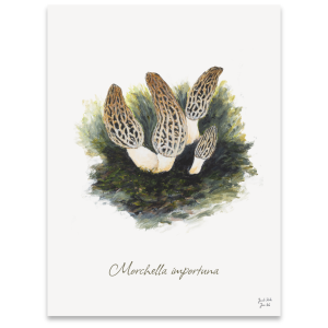 Svampeplakat - Keglemorkler (Morchella Importuna)