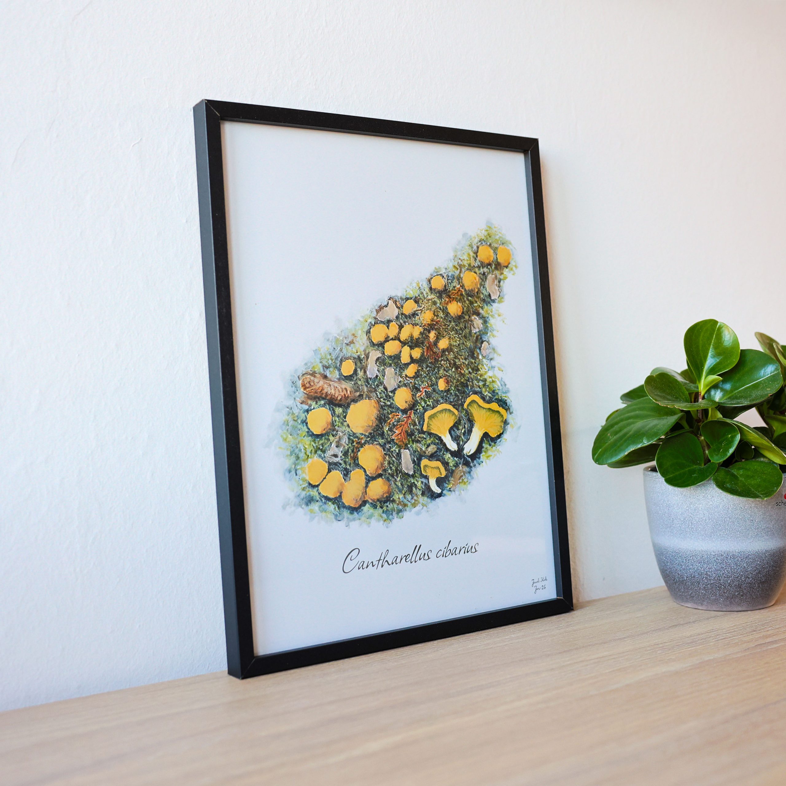 Svampeplakat - Kantarel (Cantharellus cibarius) sort ramme