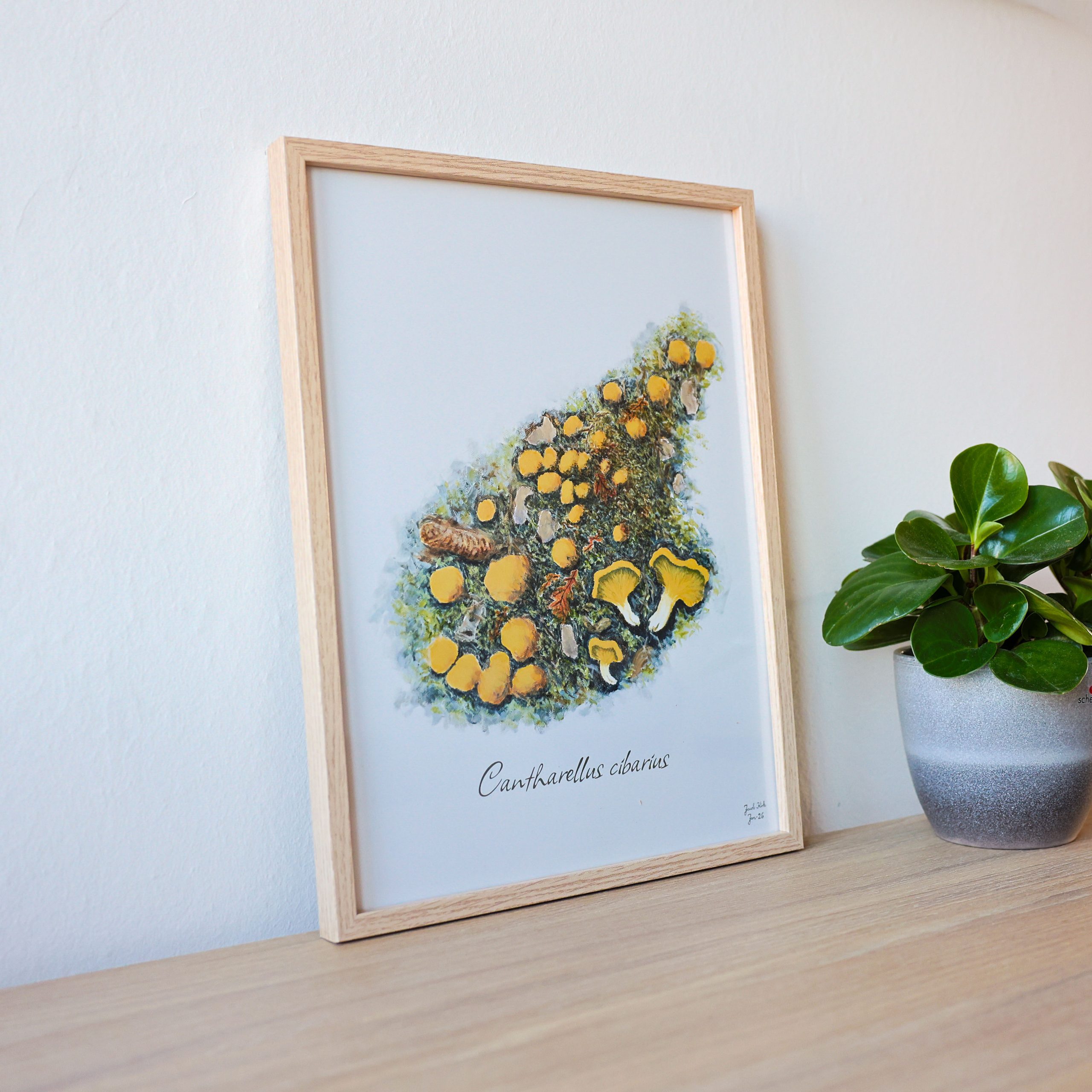 Svampeplakat - Kantarel (Cantharellus cibarius) egetræsramme