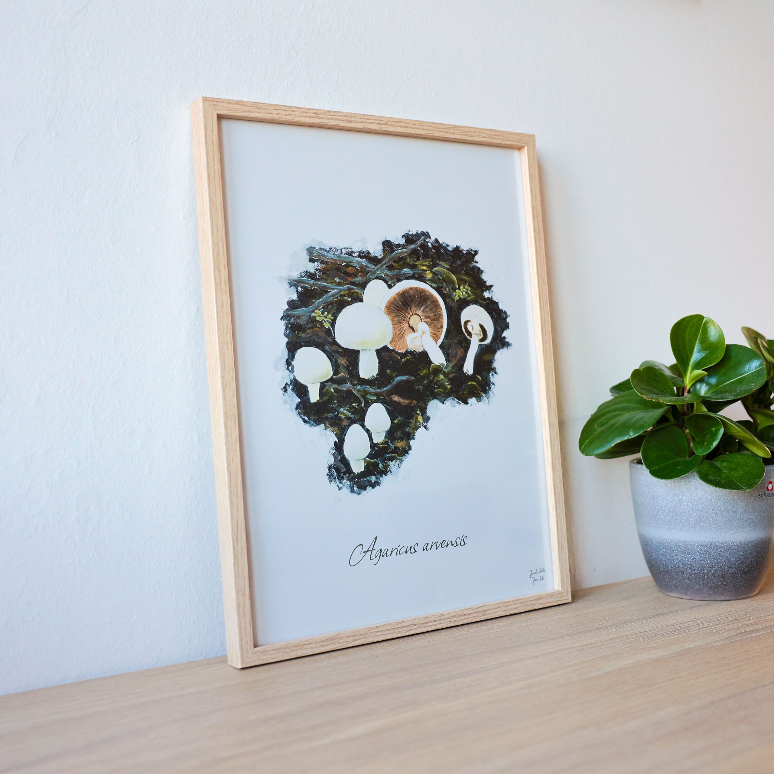 Svampeplakat - Ager-Champignoner (Agaricus arvensis) egetræsramme
