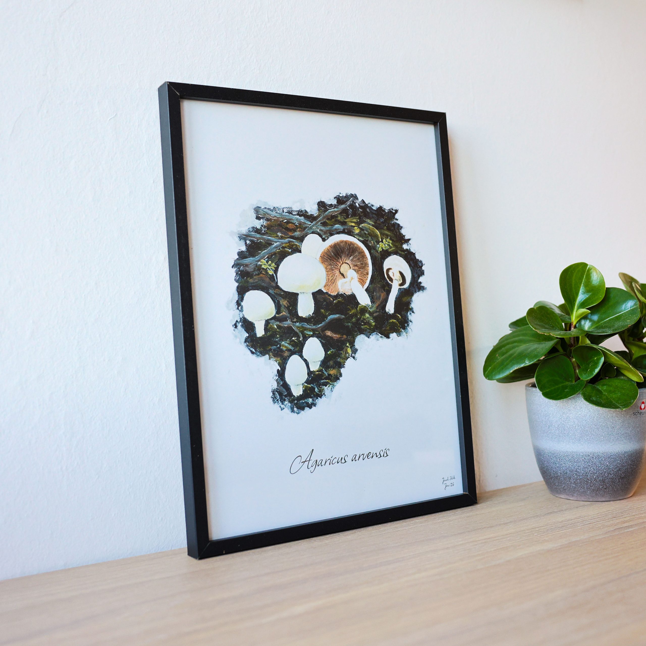 Svampeplakat - Ager-Champignoner (Agaricus arvensis) sort ramme