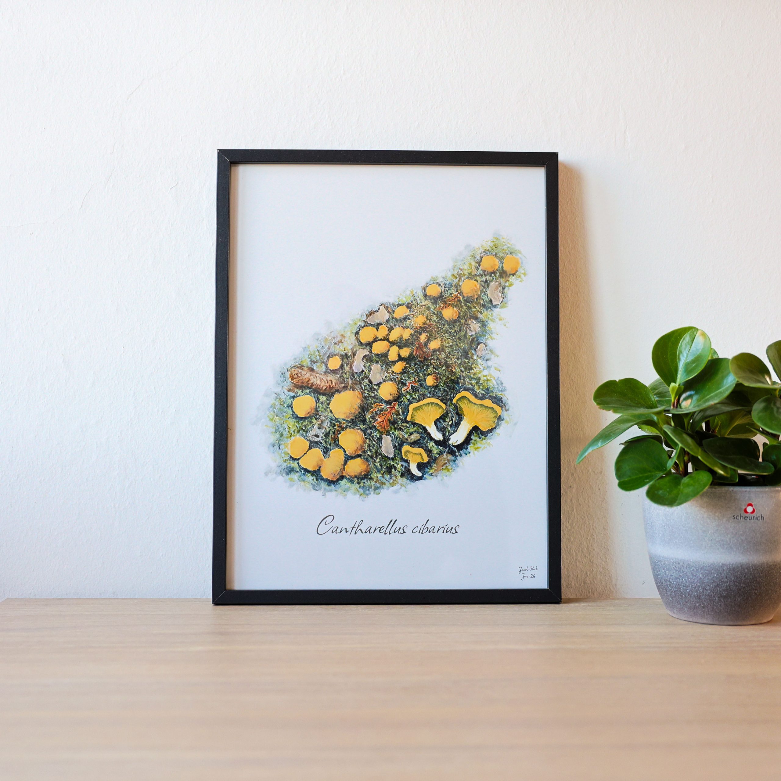 Svampeplakat - Kantarel (Cantharellus cibarius) sort ramme