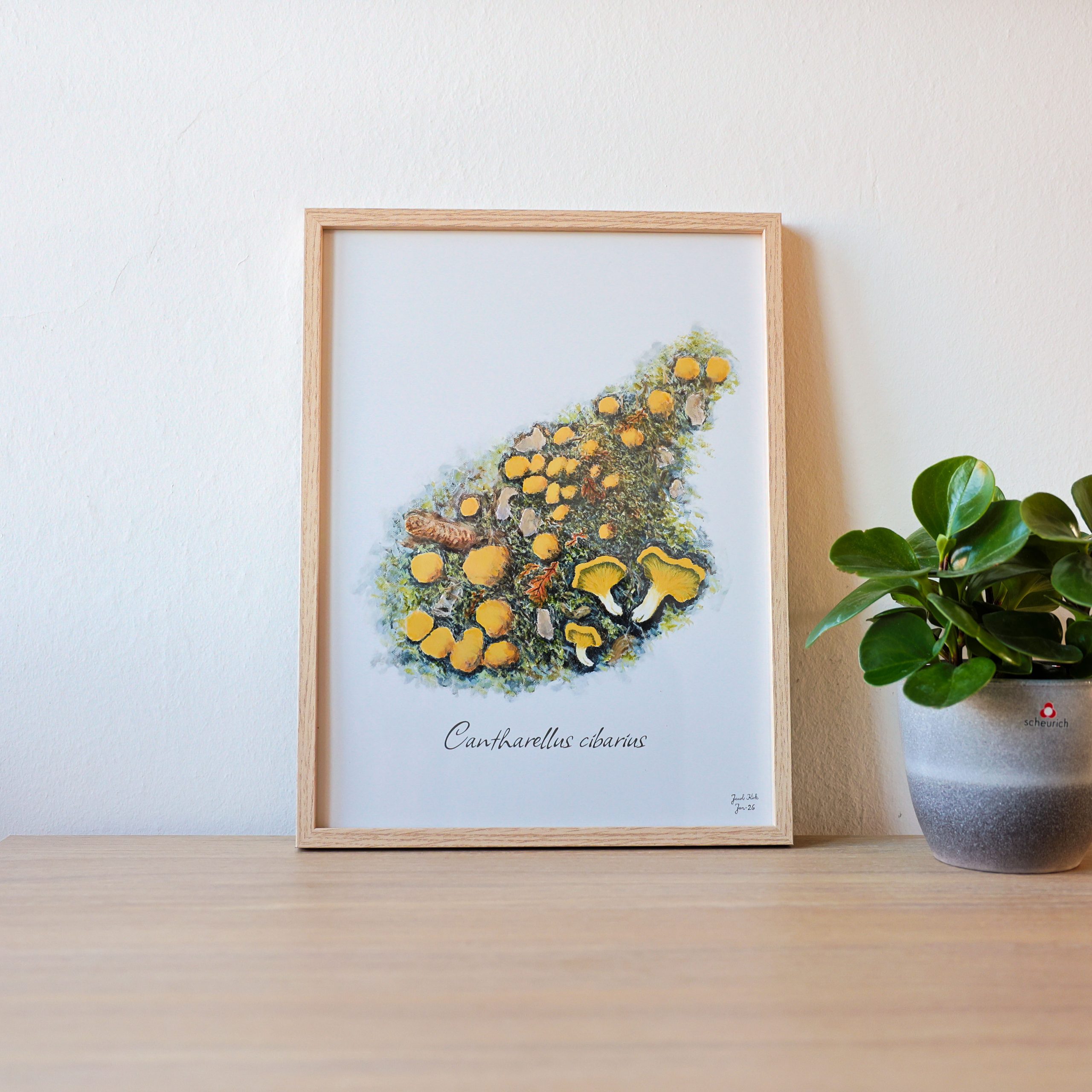 Svampeplakat - Kantarel (Cantharellus cibarius) egetræsramme