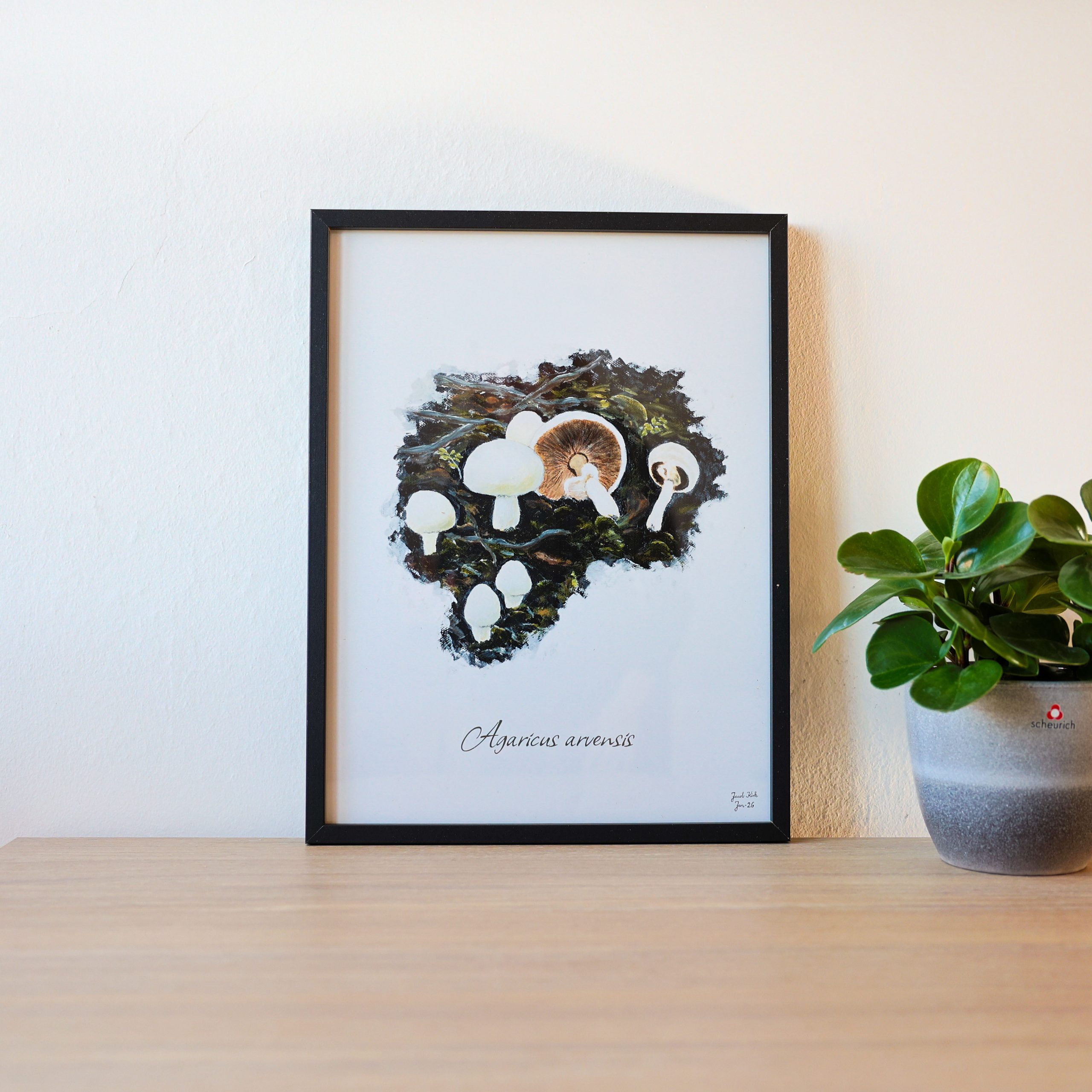 Svampeplakat - Ager-Champignoner (Agaricus arvensis) sort ramme