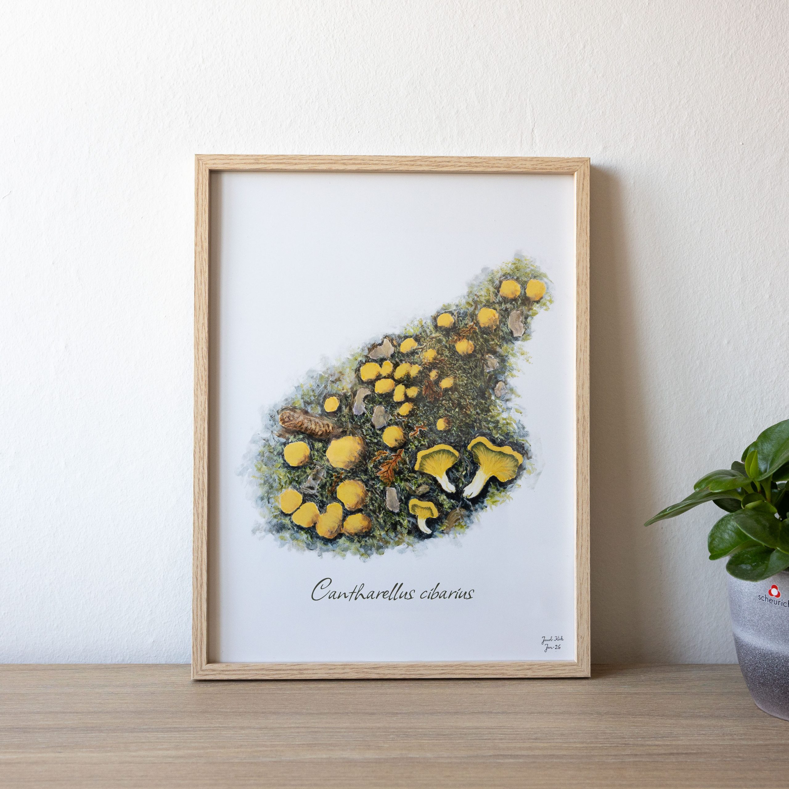 Svampeplakat - Kantareller (Cantharellus cibarius) 30x40 cm - Image 3