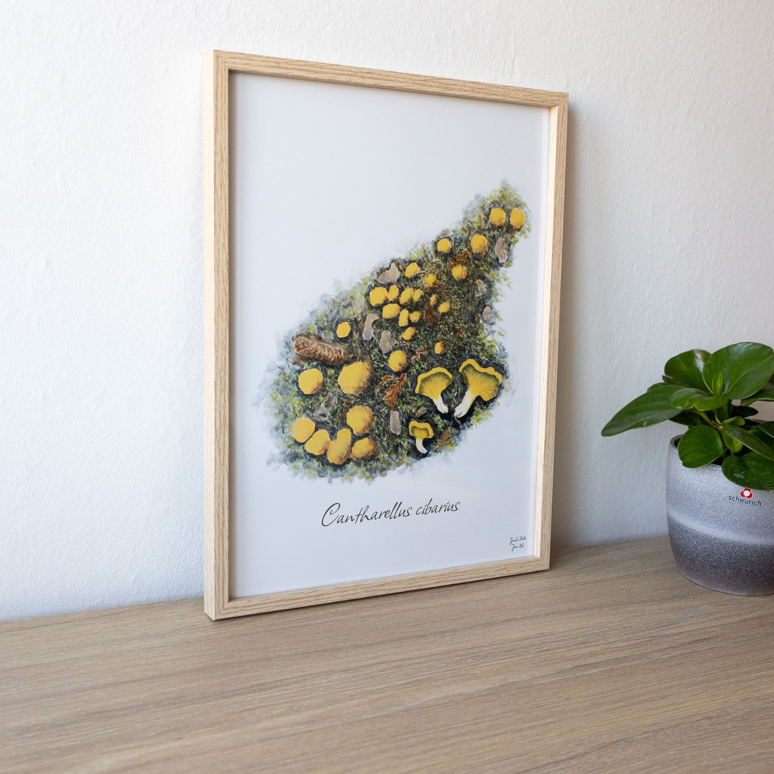 Svampeplakat - Kantareller (Cantharellus cibarius)