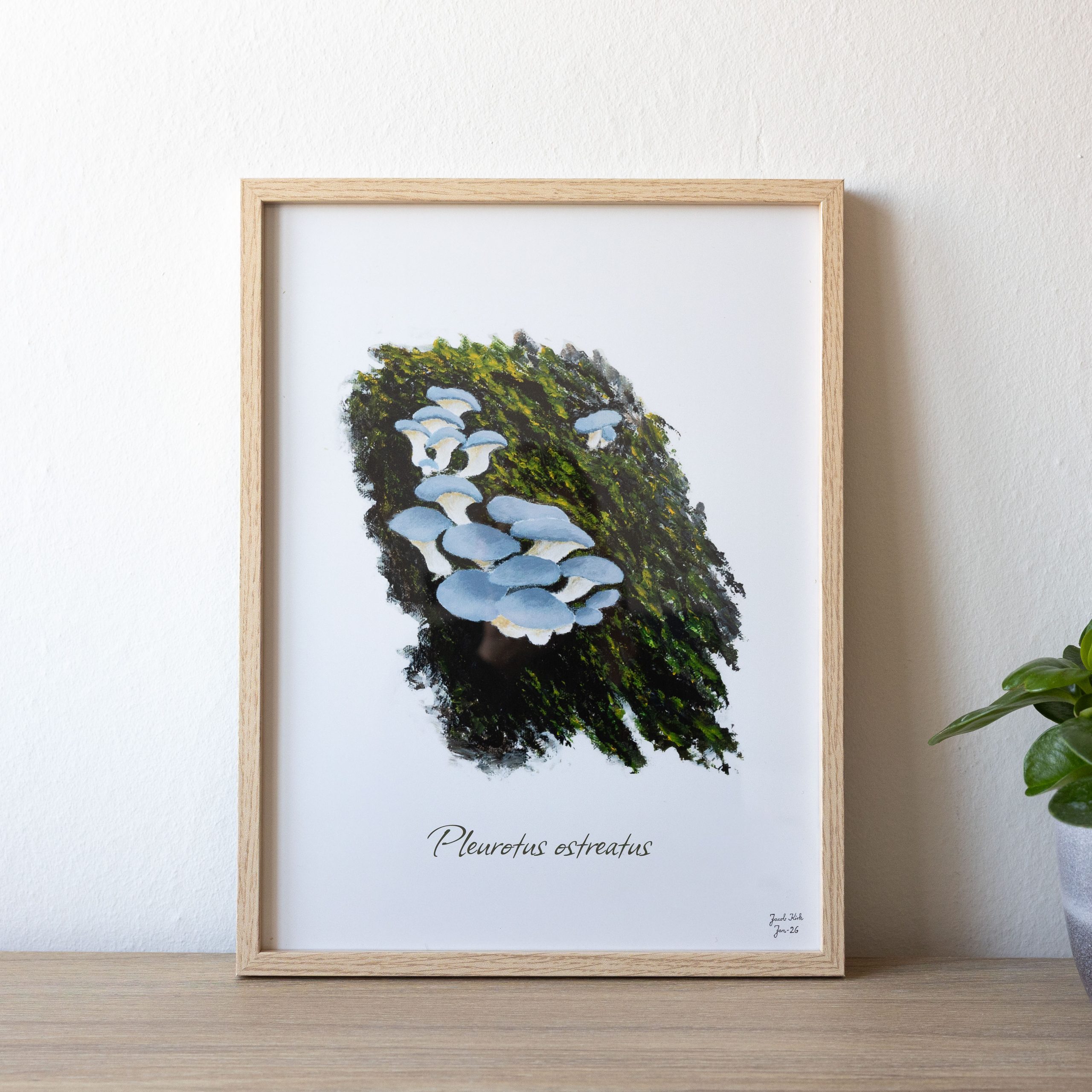 Svampeplakat - Østershatte (Pleurotus ostreatus)
