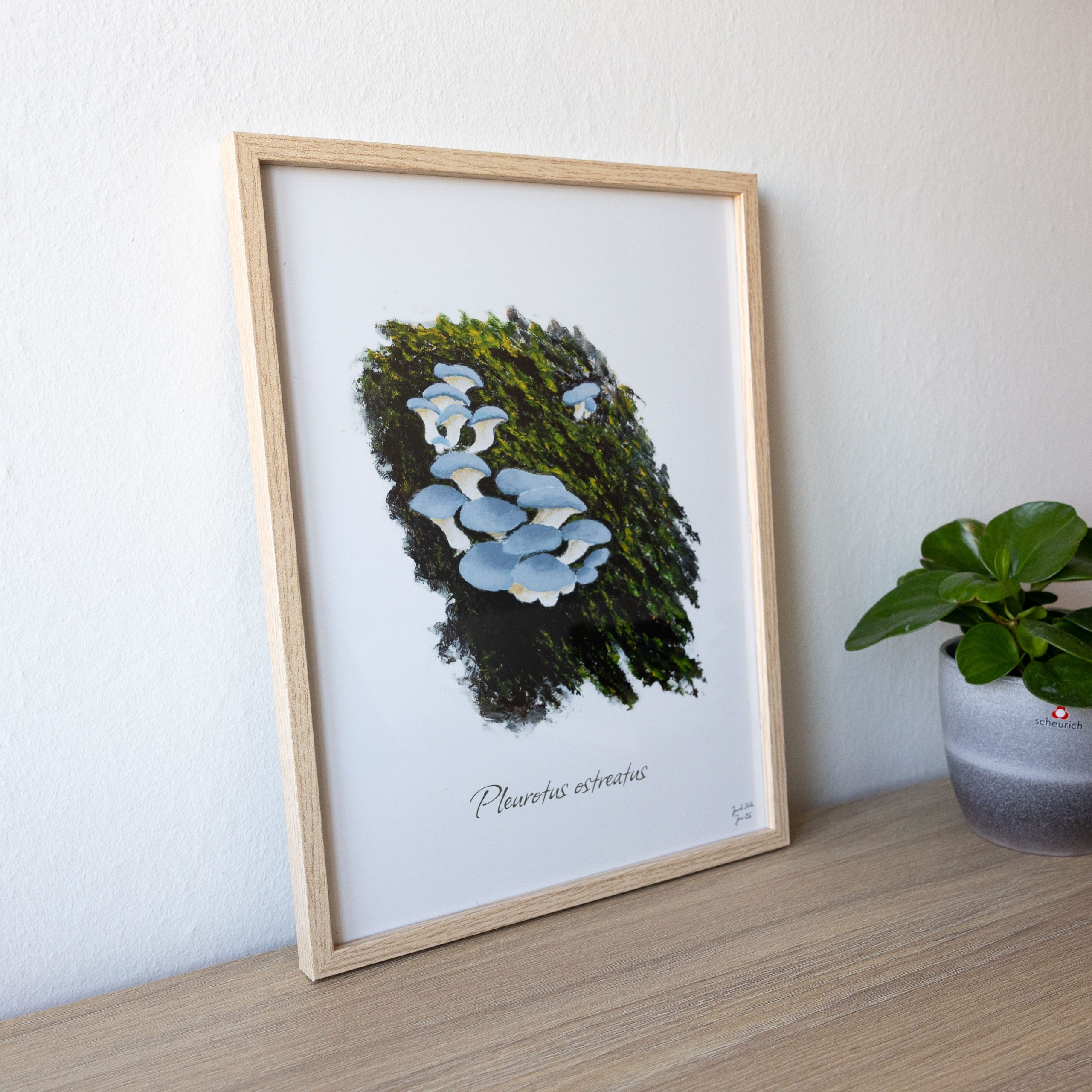 Svampeplakat - Østershatte (Pleurotus ostreatus) 30x40 cm - Image 3