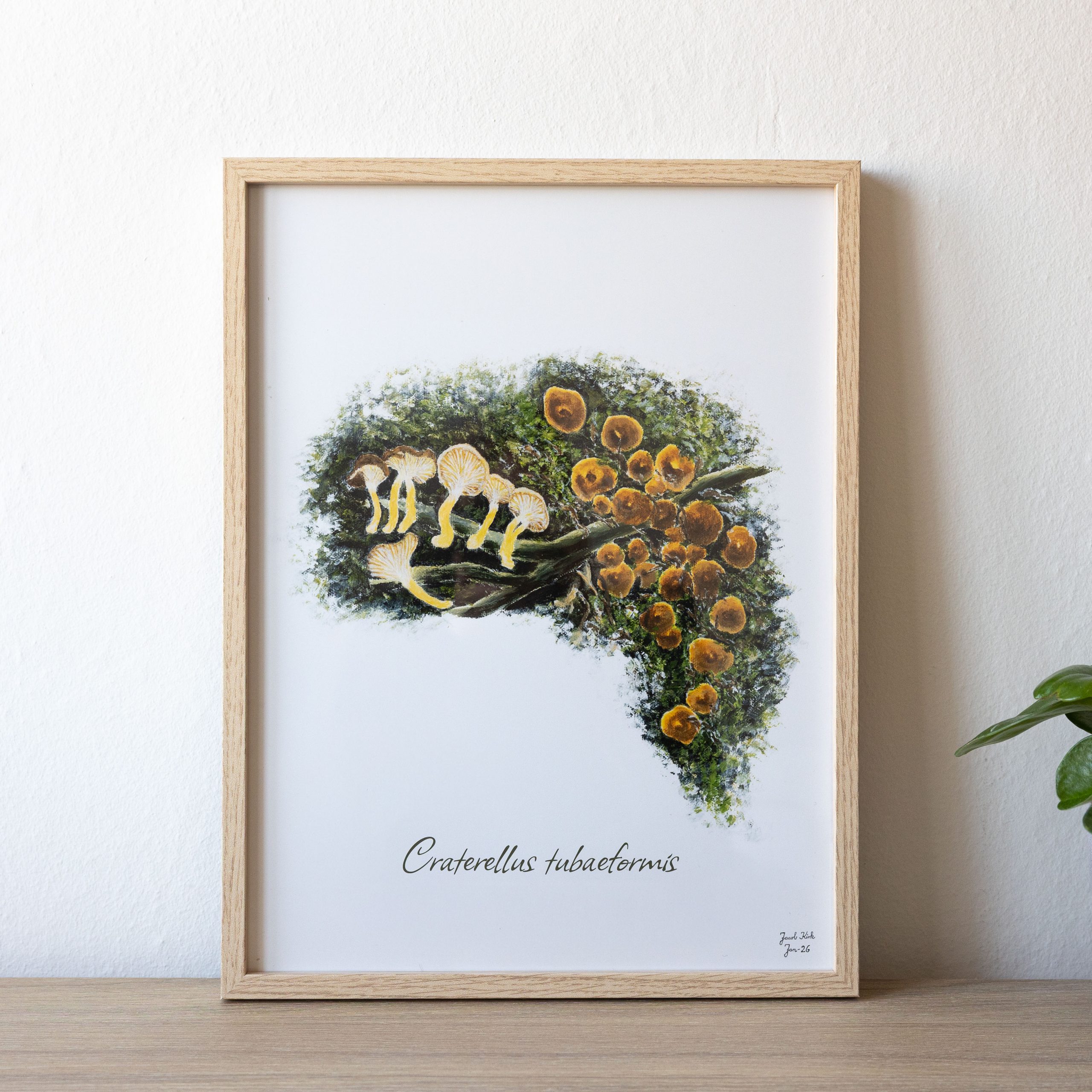 Svampeplakat - Tragtkantareller (Craterellus tubaeformis)