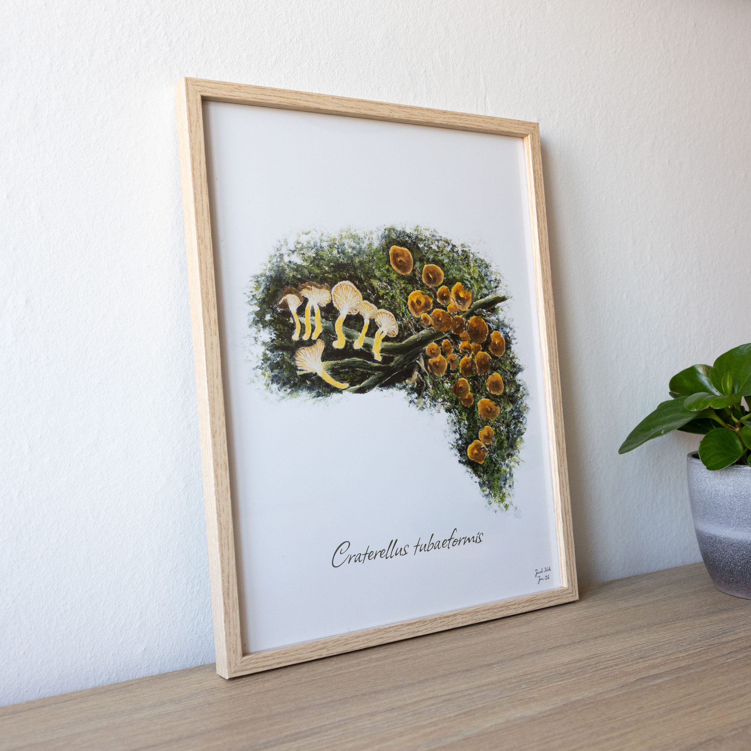 Svampeplakat - Tragtkantareller (Craterellus tubaeformis)