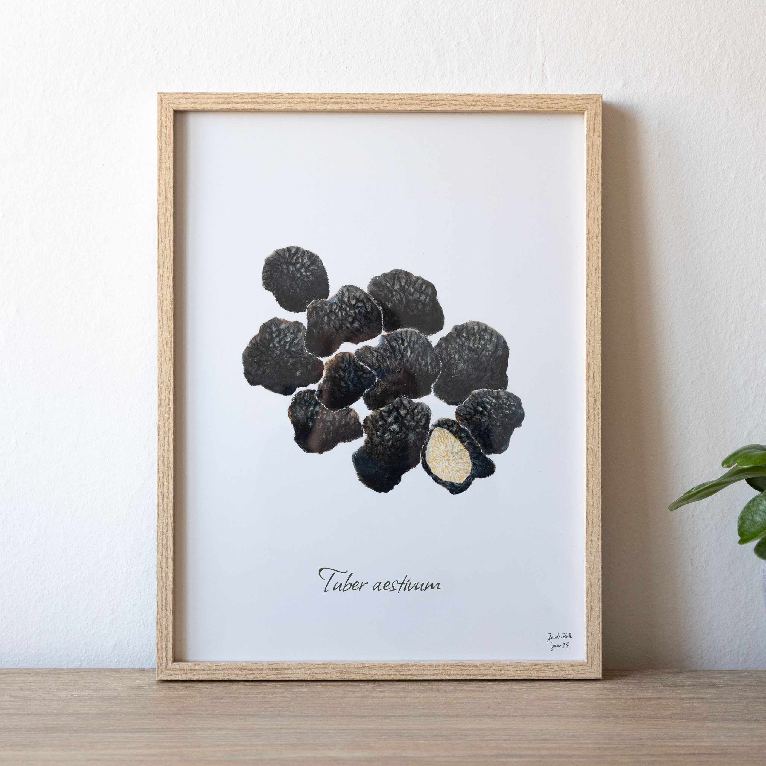 Svampeplakat - Sommertrøfler (Tuber aestivum) 30x40 cm - Image 2
