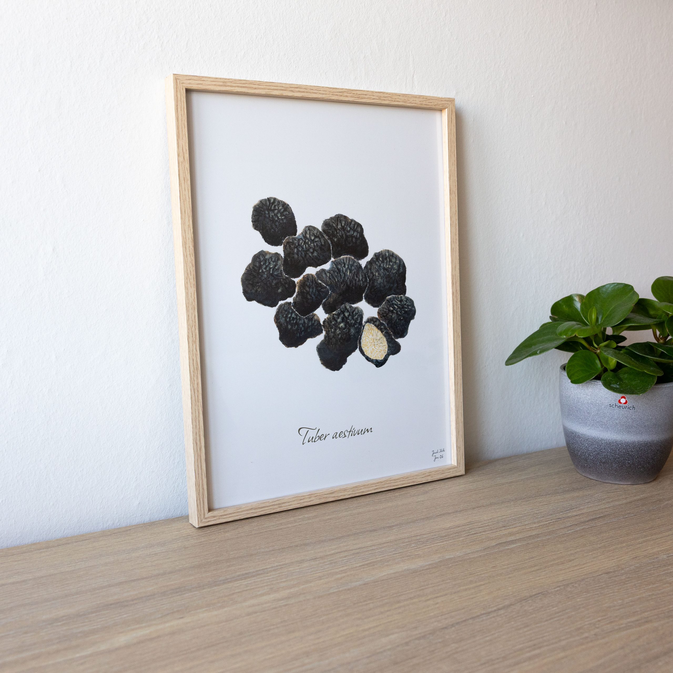 Svampeplakat - Sommertrøfler (Tuber aestivum) 30x40 cm - Image 3