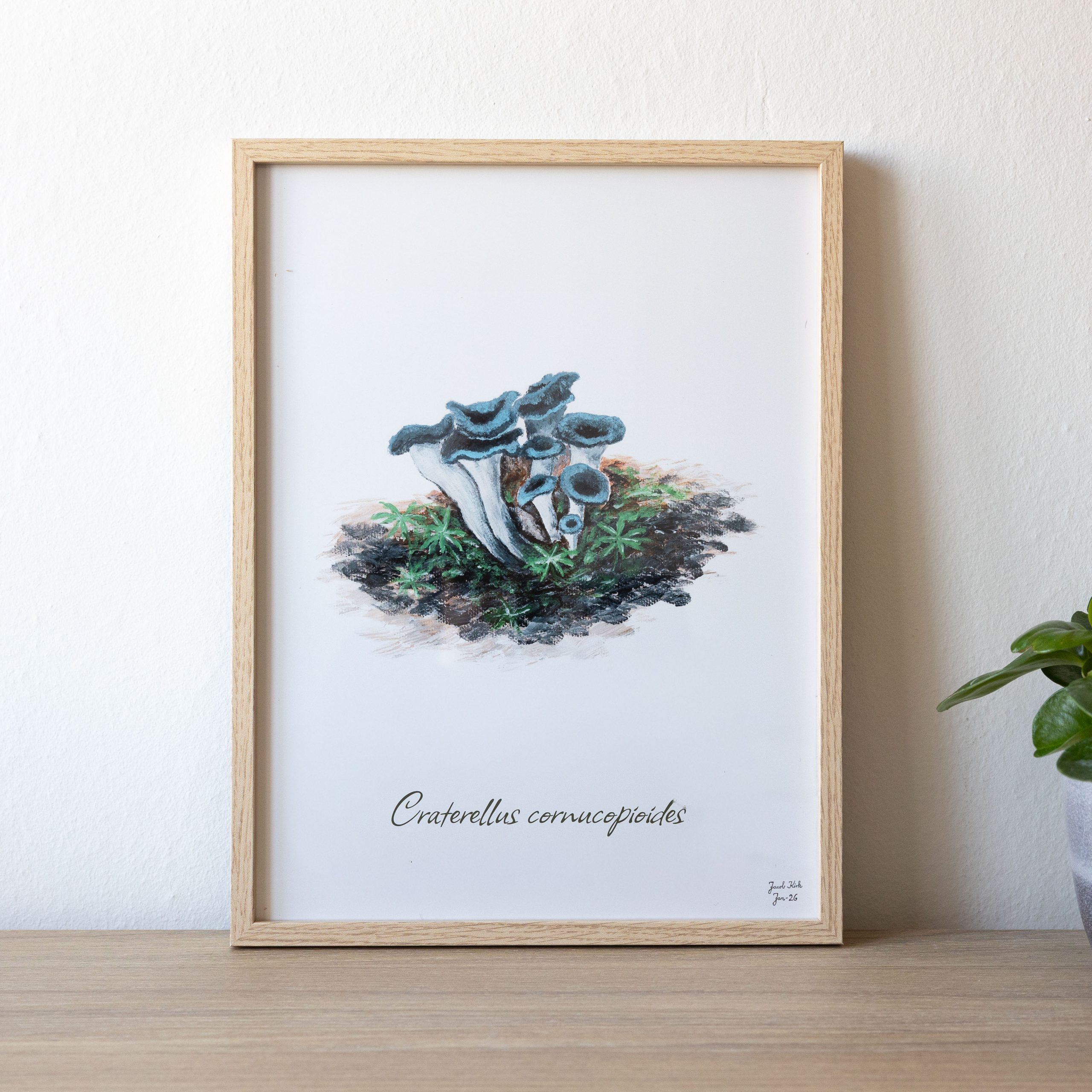 Trompetsvampe (Craterellus cornucopioides)