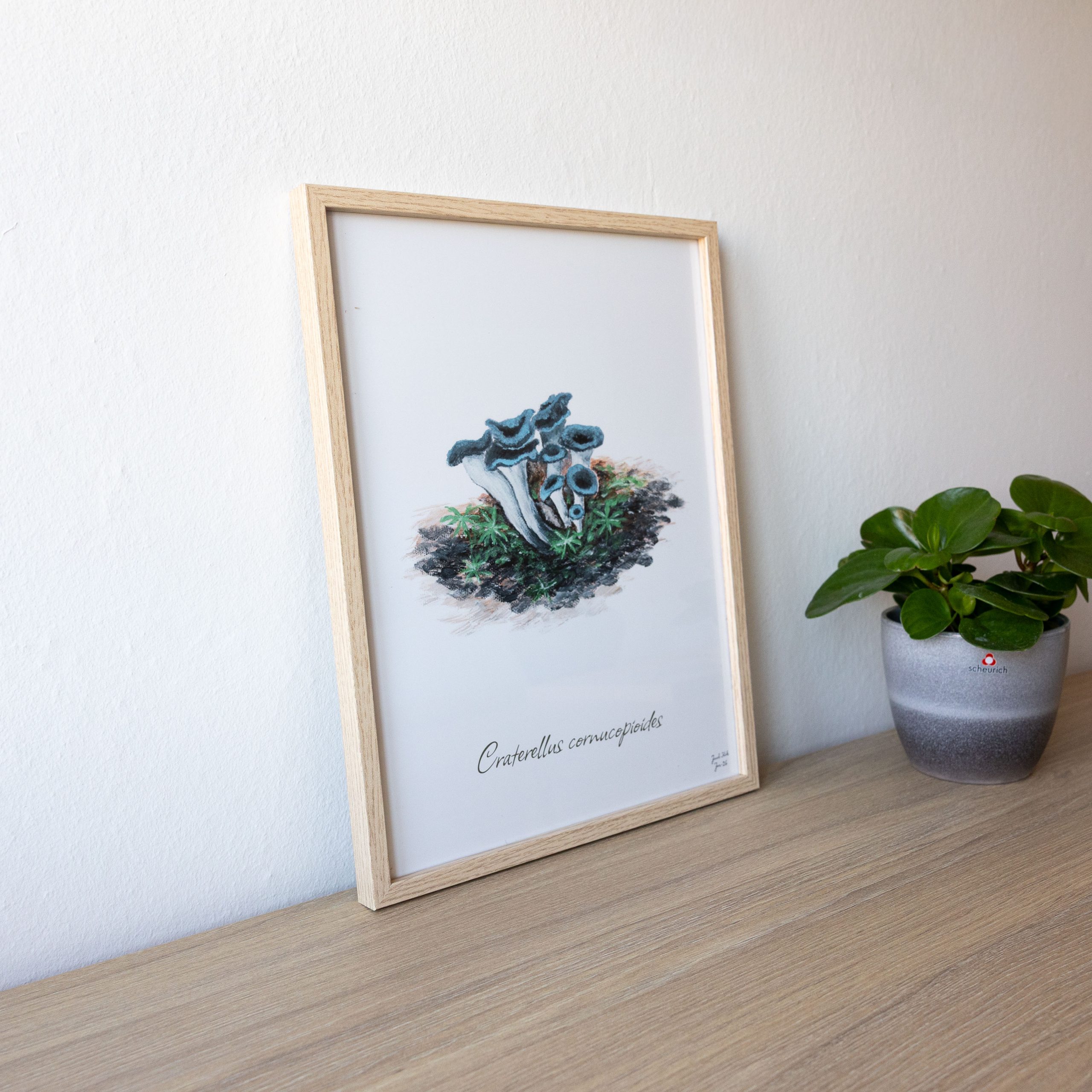 Trompetsvampe (Craterellus cornucopioides)