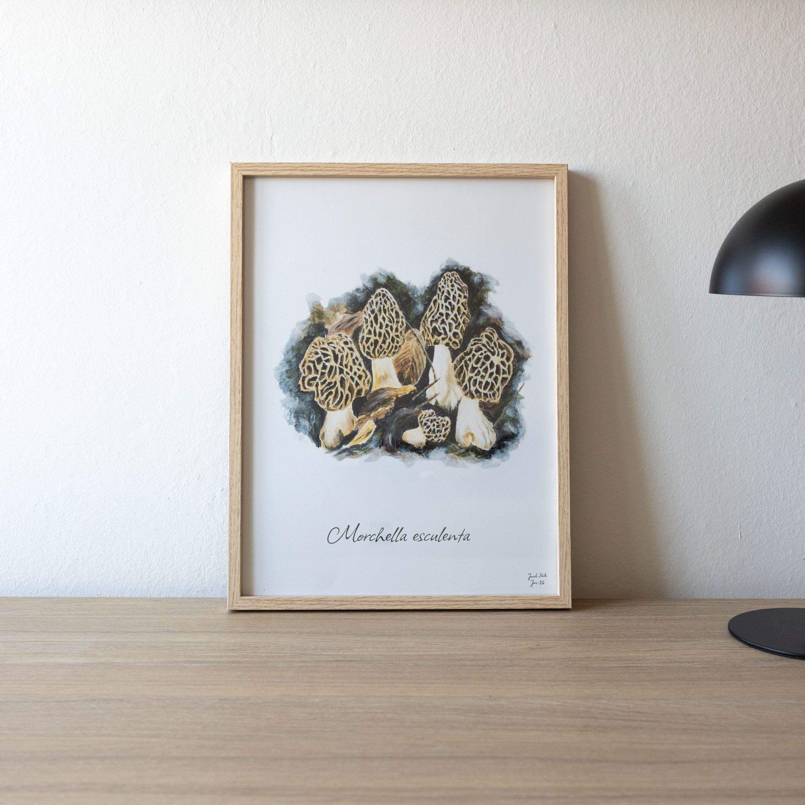 Spiselige Morkler (Morchella esculenta) Svampeplakat