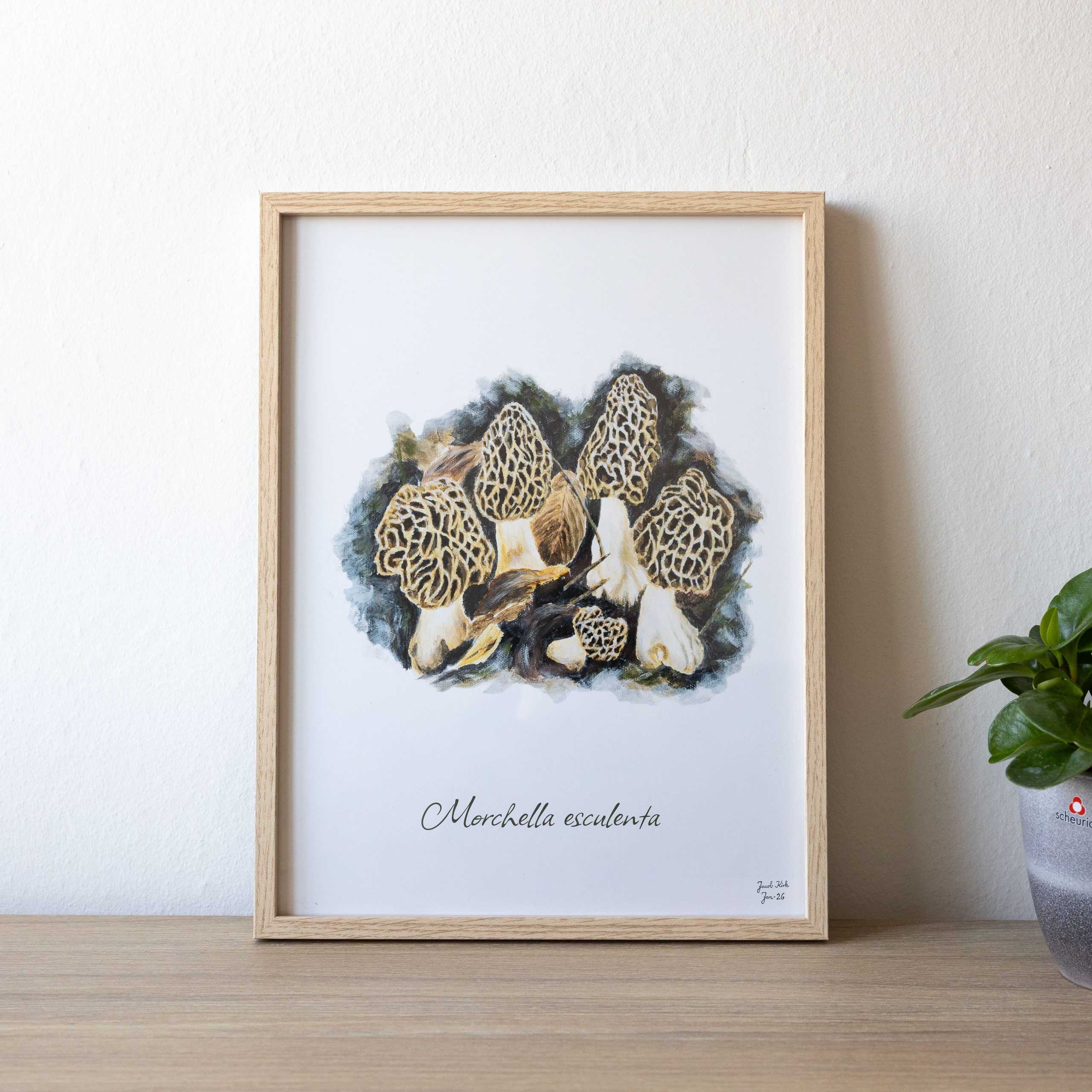 Spiselige Morkler (Morchella esculenta) Svampeplakat