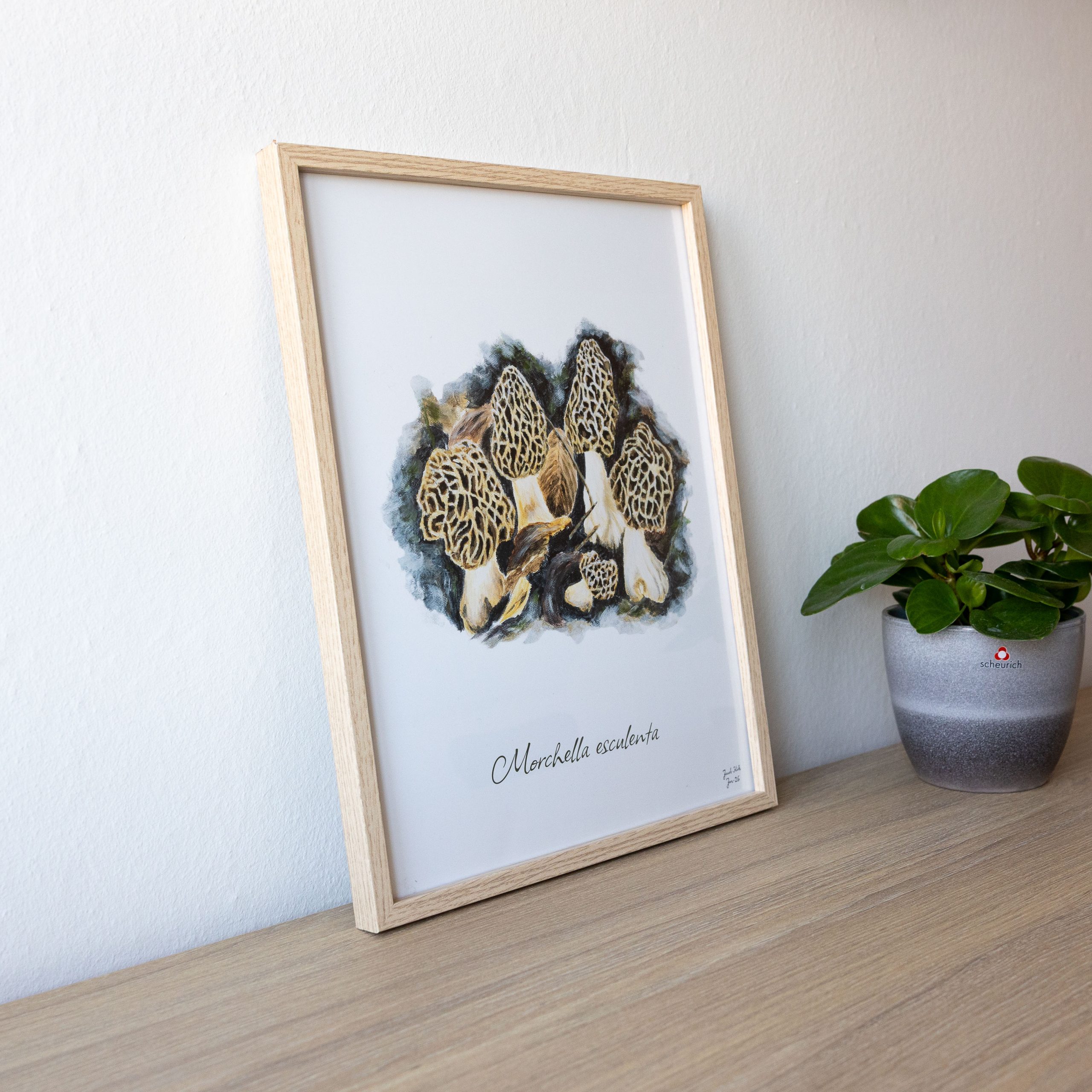 Spiselige Morkler (Morchella esculenta) Svampeplakat