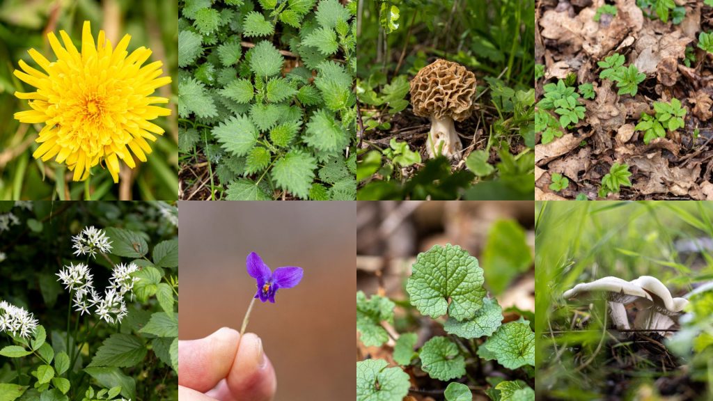 Forårets vilde råvarer: 8 spiselige planter og svampe du kan sanke i Danmark