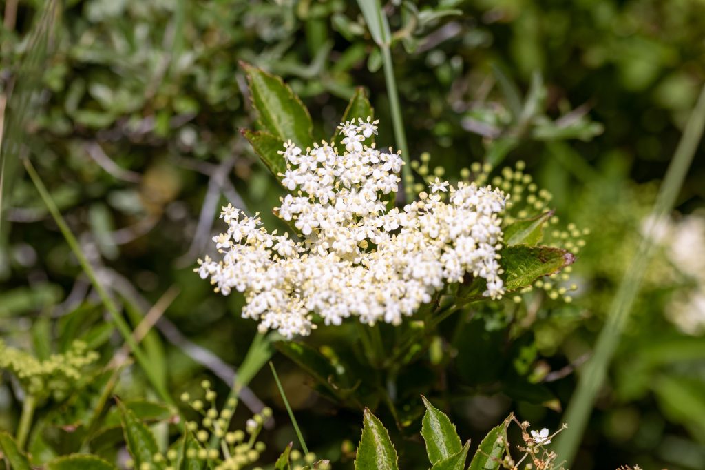 Elderflower_foraging_2 hyldeblomstskærm