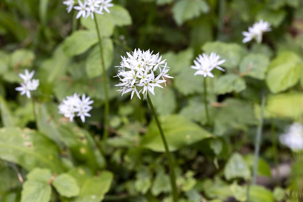 ramsløgsblomster