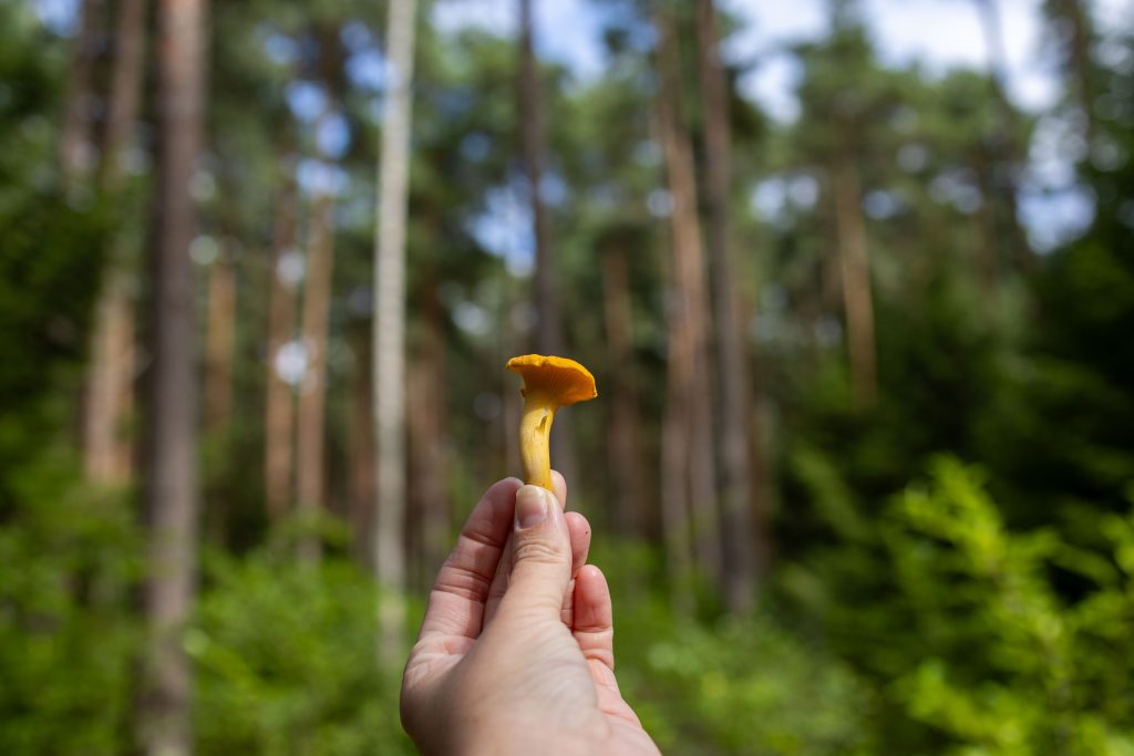 Chanterelle