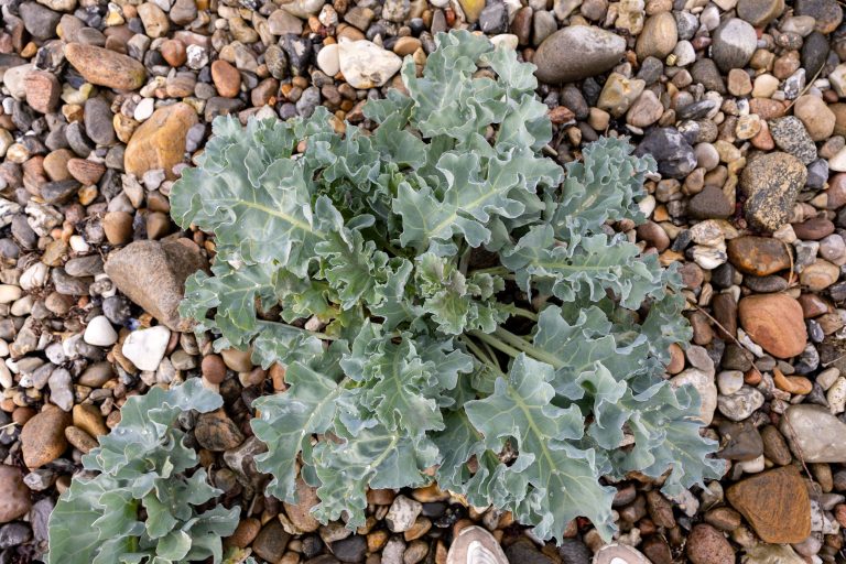 Strandkål (crambe maritima) – sådan genkender og sanker du den strandkål