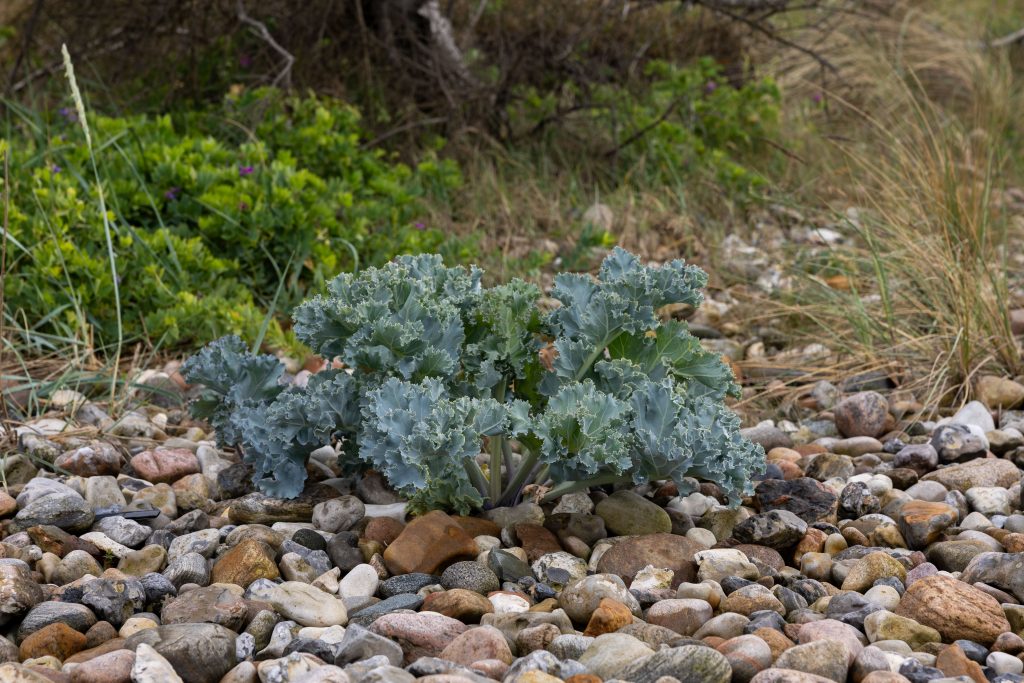 strandkål crambe maritima
