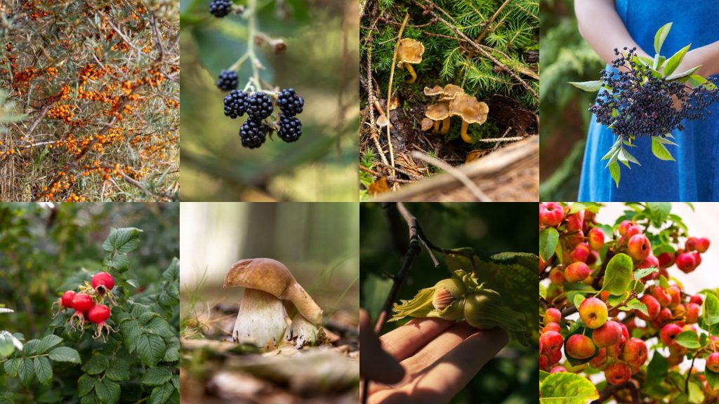 Efterårets vilde råvarer: 8 bær, frugter, nødder og svampe, du kan sanke i Danmark Efterårets vilde råvarer: 8 bær, frugter, nødder og svampe, du kan sanke i Danmark