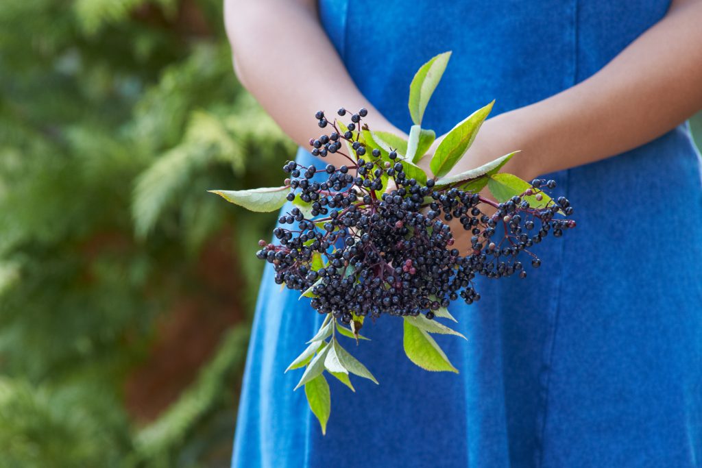 Close Up Of Woman Holding Bunch Of Elderberries hyldebær