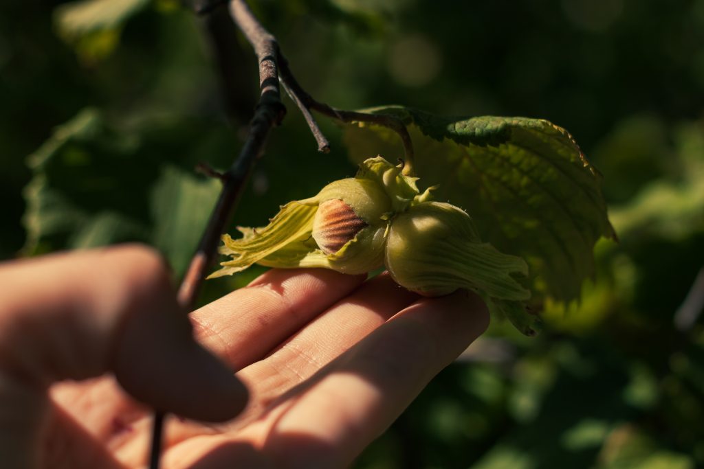 Ripe hazelnuts in gardener hand. Organic eco hazel tree branch in farm garden. Growing nuts home backyard. Dietary fiber hasselnød